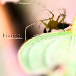 IMG_0530_nEO_IMG