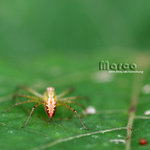 IMG_1631a_nEO_IMG