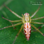 IMG_1641a_nEO_IMG