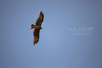 nEO_IMG_IMG_0231