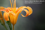 nEO_IMG_IMG_1663