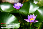 IMG_3046_nEO_IMG