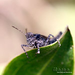 IMG_0534_nEO_IMG