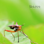 IMG_8595_nEO_IMG