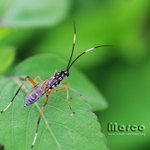 IMG_8607_nEO_IMG