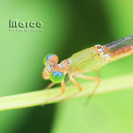 IMG_8648_nEO_IMG