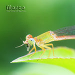 IMG_8670_nEO_IMG