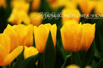 HK Flower show 2