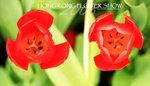 HK Flower show 3