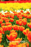 HK Flower show 4