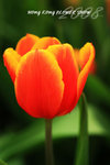 HK Flower show 5