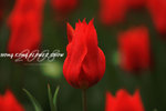 HK Flower show 6