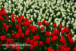 HK Flower show 7