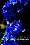 HK Flower show 8