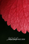 HK Flower show 9