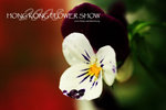 HK Flower show 10