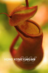HK Flower show 11