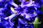 HK Flower show 12