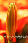 HK Flower show 13