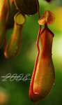 HK Flower show 14