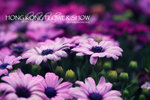 HK Flower show 15