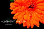 HK Flower show 16