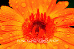 HK Flower show 17