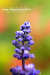 HK Flower show 20