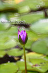 nEO_IMG_mirror 598