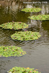 nEO_IMG_mirror 804