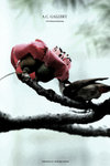 nEO_IMG_IMG_5703p