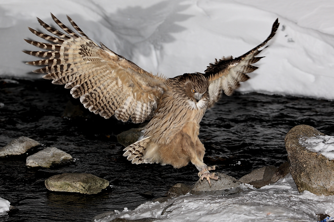 Blakiston's Fish Owl 毛腳漁鴞 (Hokkaido) - 生態 - Photog HK - Powered by Discuz!