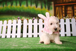 32
