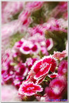 DSC_0073 (56757602)