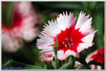 DSC_0161 (56757609)