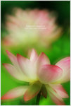 DSC_0085A (61845245)