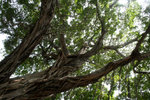 IMG_0916--9