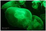 IMG_6574_ps