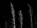 IMG_99302