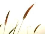 DSCF0638