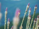 IMG_0552