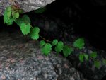 IMG_0565