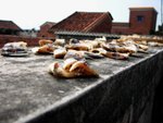 IMG_3394