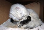 baby410