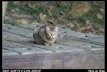 DSC06410