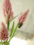 20-Oct Fly