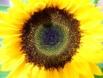 08-Nov Sunflower