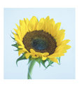 sunflower1