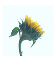 sunflower3