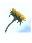 sunflower4